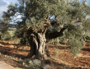 RomanOliveTree