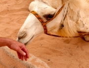 camel smelling a hand
