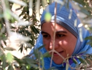 Olive Harvest Al Ayoun Orjan Jordan Lady Face Engaging Cultures Travel-1