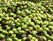 Jordanian Olives