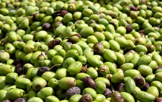 Jordanian Olives