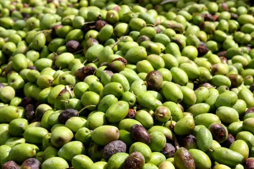 Jordanian Olives from Tour