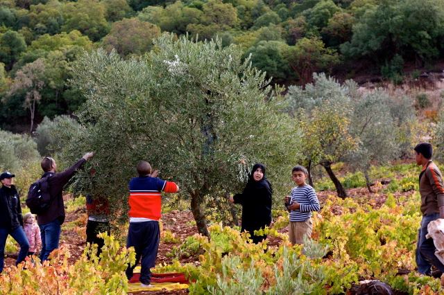 Jordan Tour Olive Harvest