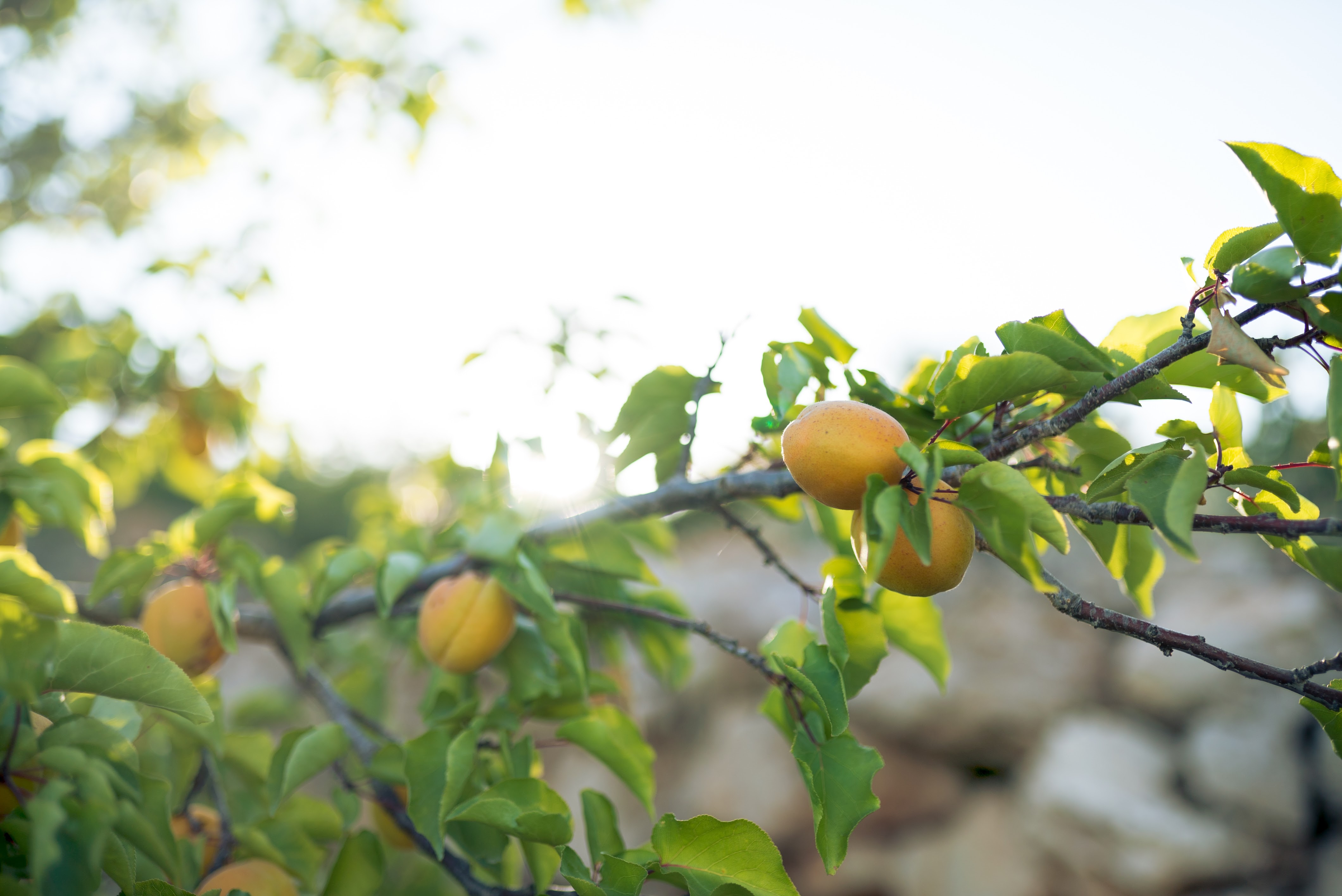 a lemon tree photo taken on a Palestine and Jordan tour