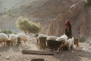 A local Bedouin shepherdess with a flock of sheep in the Dana Biosphere Reserve