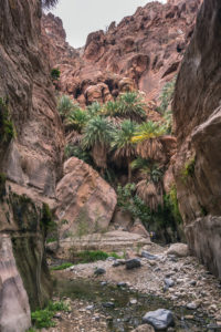 A gently flowing stream runs along the base of Wadi Ghuweir in the Dana Biosphere Reserve