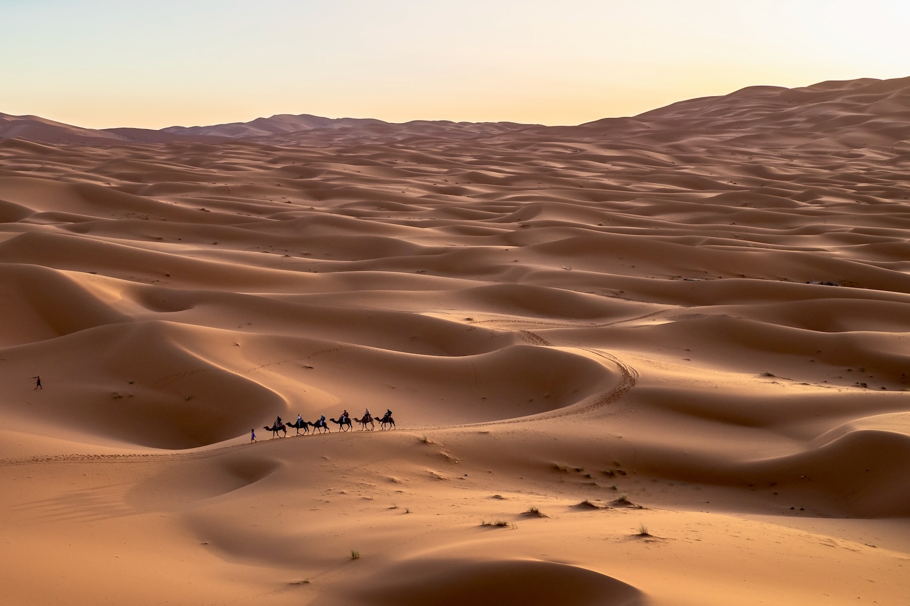 Travelers ride on camels amidst the backdrop of stunning dunes of the Sahara desert near Merzouga, Morocco